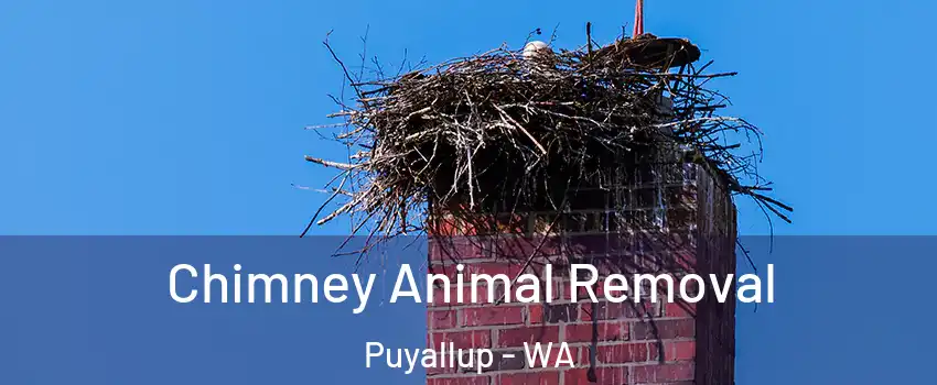 Chimney Animal Removal Puyallup - WA