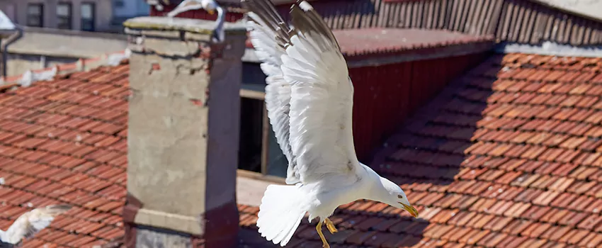 Residential Chimney Animal Removal Solution in Puyallup, WA