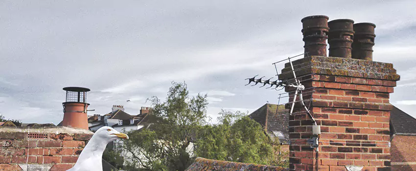 Chimney Cleaning And Restoration in Puyallup, Washington